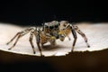 Jumping spider Royalty Free Stock Photo