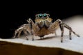Jumping spider Royalty Free Stock Photo