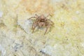 Jumping Spider - Stock Image Royalty Free Stock Photo