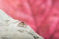Jumping Spider - Stock Image Royalty Free Stock Photo