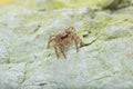 Jumping Spider - Stock Image Royalty Free Stock Photo