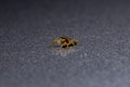 Jumping Spider Royalty Free Stock Photo