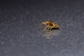 Jumping Spider Royalty Free Stock Photo