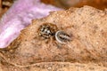 Jumping spider Royalty Free Stock Photo