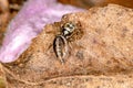 Jumping spider Royalty Free Stock Photo