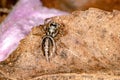 Jumping spider Royalty Free Stock Photo