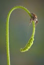 Jumping spider on sundew stem