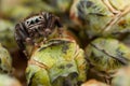 Jumping spider and buds