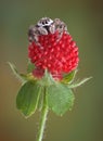 Jumping spider on tiny fruit