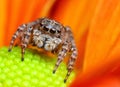 Jumping spider from Turkey Royalty Free Stock Photo