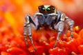 Jumping spider from Turkey 2 Royalty Free Stock Photo
