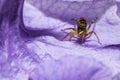 The jumping spider on violet flower Royalty Free Stock Photo