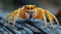 A jumping spider waits for prey. Macro portrait of a beautiful spider