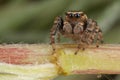 Jumping spider on the plant stem