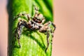 Jumping spider with water drop on head Royalty Free Stock Photo