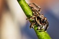 Jumping spider with water drop on head Royalty Free Stock Photo