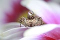 Jumping spider and water drop on pink flower in nature