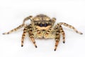 Jumping spider on white