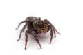 Jumping spider Royalty Free Stock Photo