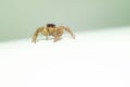 Jumping spider on white background