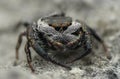 Jumping spider white mustache hairy