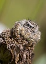 Jumping Spider on withered Flower Royalty Free Stock Photo