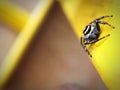 Jumping spider on the wood Royalty Free Stock Photo