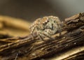 Jumping Spider on Wood Close-Up Royalty Free Stock Photo
