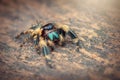 Jumping spider on wood , taken using macro technique. Royalty Free Stock Photo