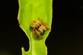 Jumping Spider (Hyllus semicupreus) waiting for prey on green le Royalty Free Stock Photo