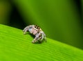 Jumping Spider (Hyllus semicupreus) waiting for prey on green leaf Royalty Free Stock Photo