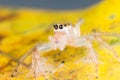 Jumping Spider on yello leaf extreme close up Macro photo of j Royalty Free Stock Photo