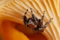 Jumping spider on the yellow chanterelle mushroom background