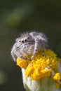 Jumping Spider on yellow flower Royalty Free Stock Photo