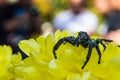 Jumping spider on the flower from side angle Royalty Free Stock Photo