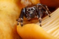Jumping spider on the yellow and shining chanterelle mushroom background