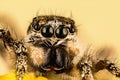 Jumping Spider, Zebra Back Spider, Spider, Salticus scenicus, Salticidae Royalty Free Stock Photo