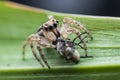 Jumping spiders Royalty Free Stock Photo