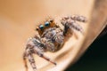 Jumping spiders Royalty Free Stock Photo