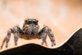 jumping spiders Royalty Free Stock Photo