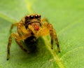 Jumping spiders Royalty Free Stock Photo