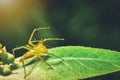 Jumping spiders have orange, beautiful black on green leaves. Royalty Free Stock Photo