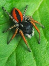 Colorful jumper spider male of Philaeus chrysops found in an Italian house during summer