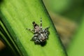 Jumping spiders on the leaves Royalty Free Stock Photo