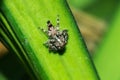 Jumping spiders on the leaves Royalty Free Stock Photo