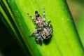 Jumping spiders on the leaves Royalty Free Stock Photo