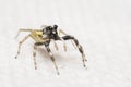 Jumping spiders