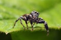 Jumping spiders live in a variety of places.