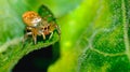 Jumping spiders orange beautiful on green leaves. Royalty Free Stock Photo