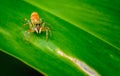 Jumping spiders orange beautiful on green leaves. Royalty Free Stock Photo